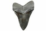 Serrated, Fossil Megalodon Tooth - South Carolina #289318-1